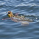 Caretta caretta, Mediterranean turtle in natural habitat.